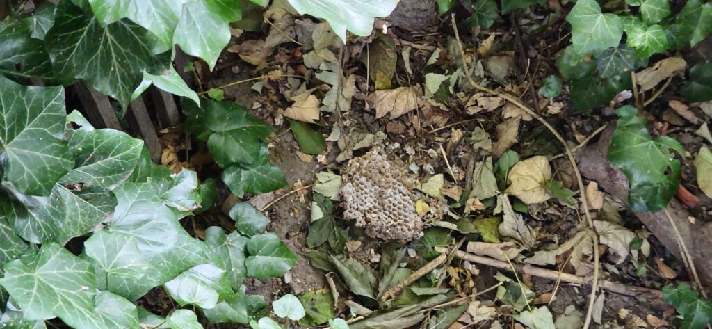 Nestentfernung – 30.09.2025