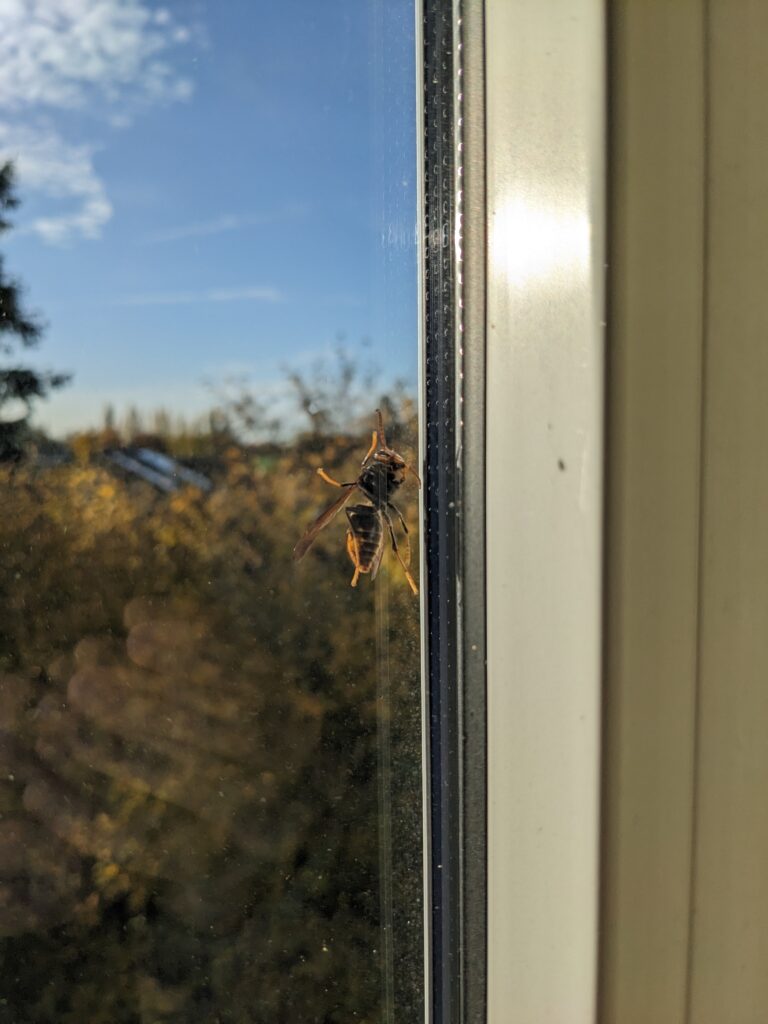 Sichtung – 03.11.2025