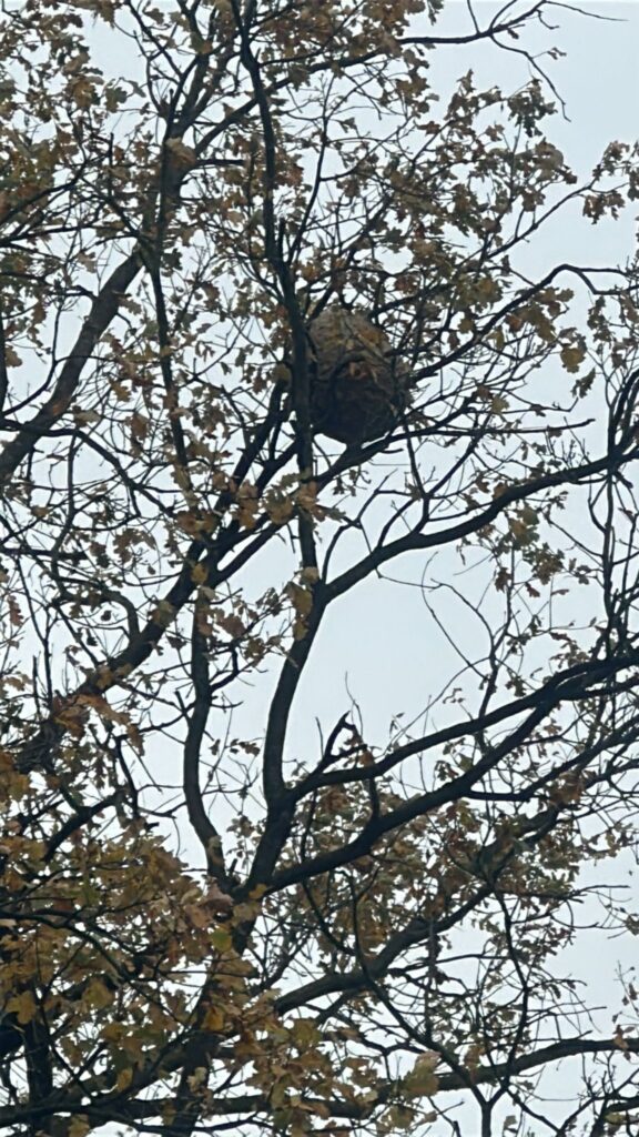 Nestentfernung – 08.11.2025