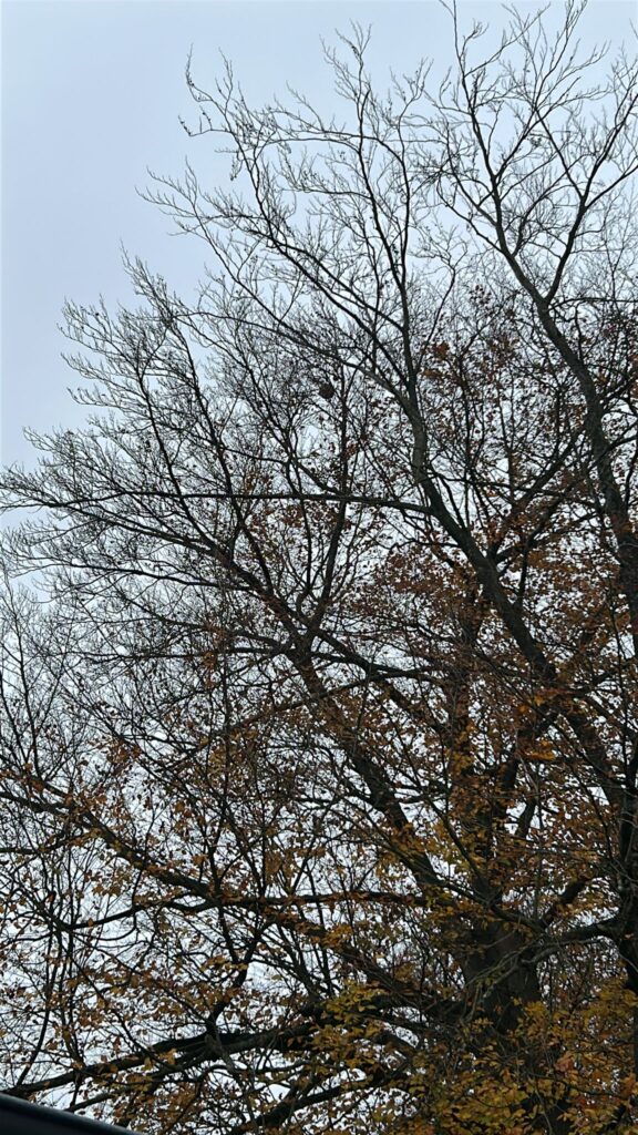 Nestentfernung – 06.11.2025