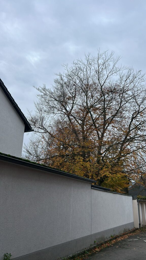 Nestentfernung – 06.11.2025