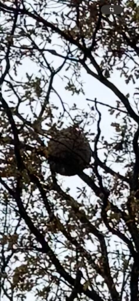 Nestentfernung – 20.11.2025