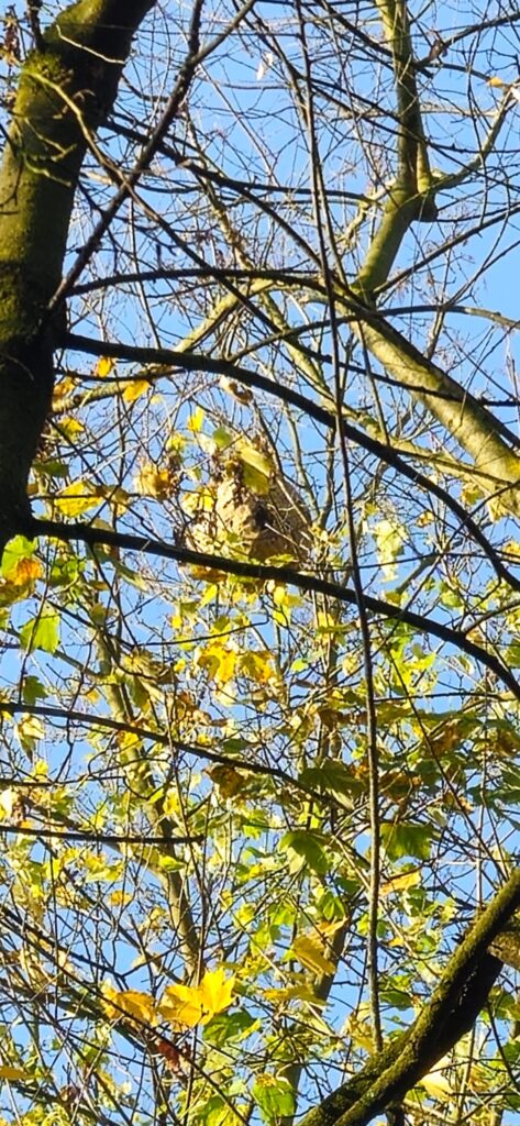 Sichtung – 13.11.2025