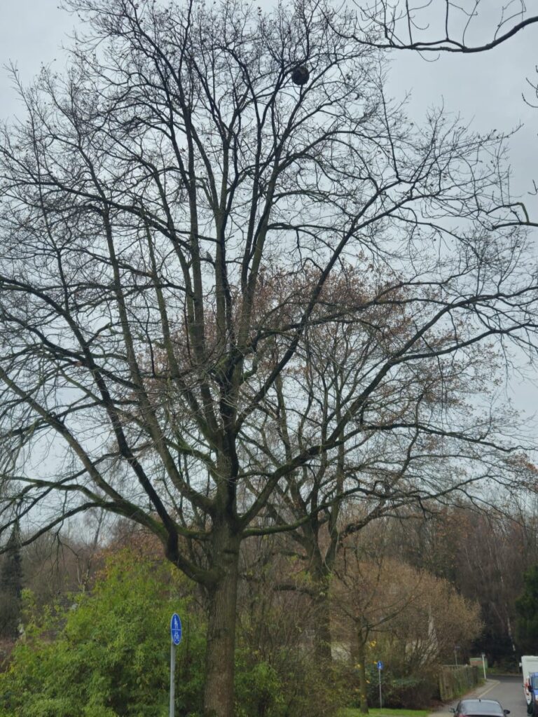 Sichtung – 09.12.2025