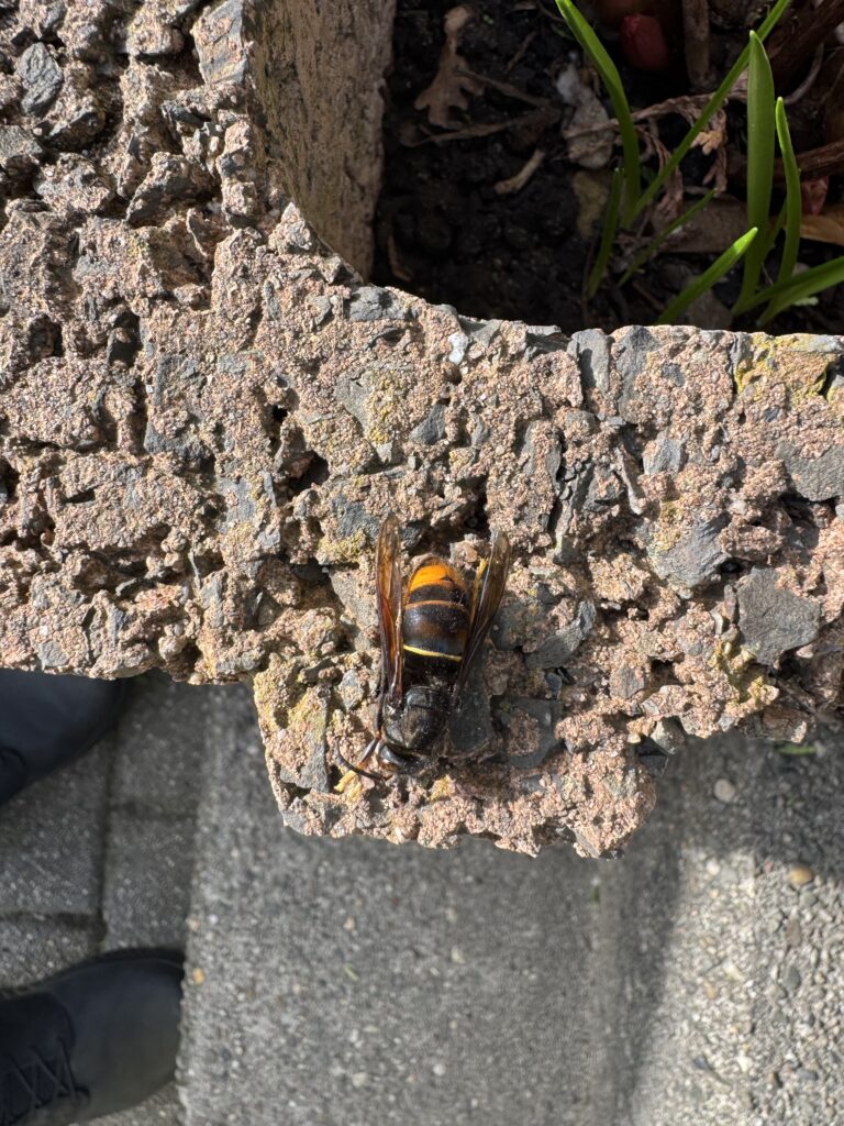 Sichtung – 08.03.2026