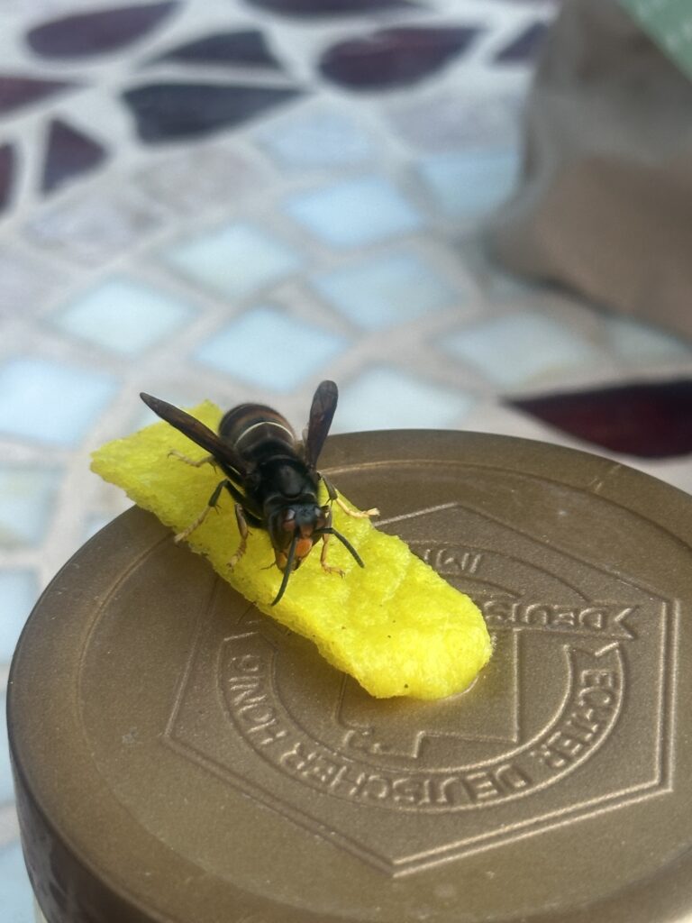 Sichtung – 04.04.2026