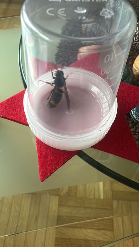 Sichtung – 04.04.2026