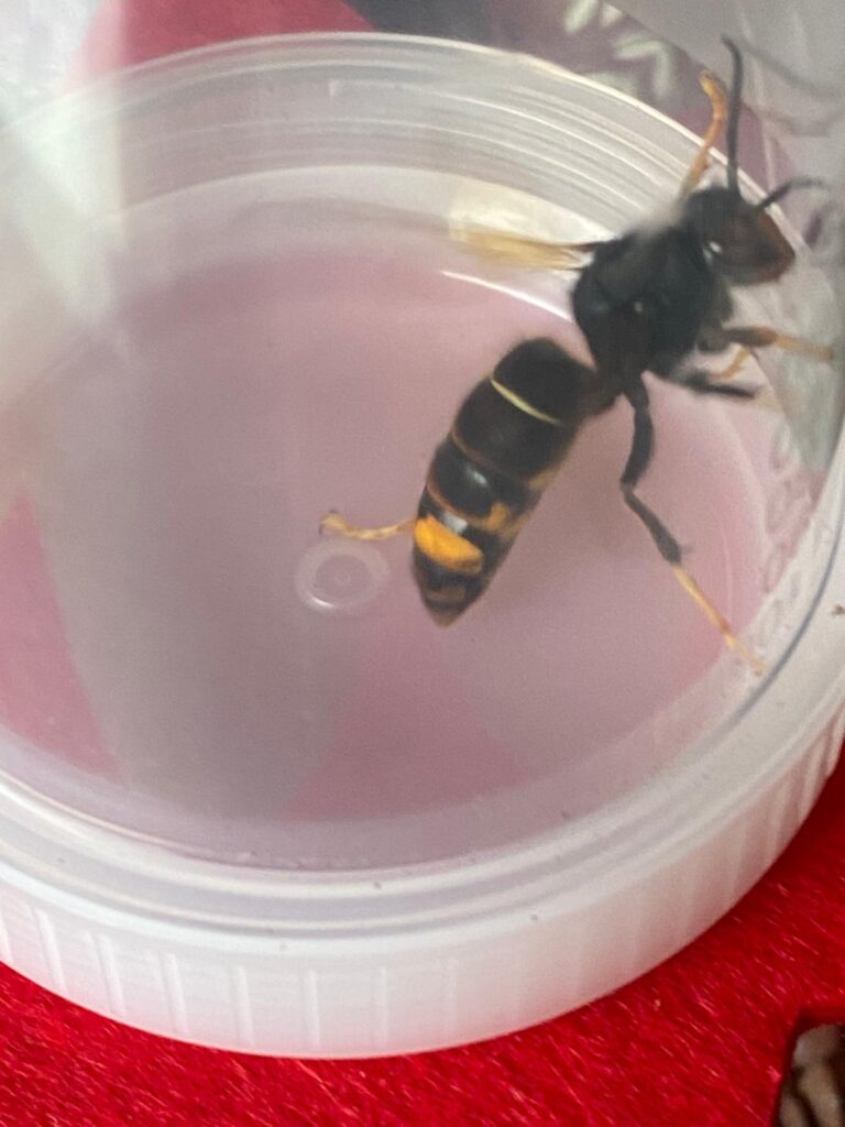 Sichtung – 04.04.2026