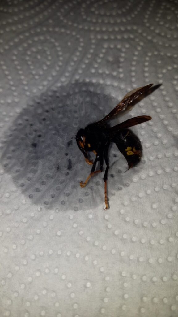 Sichtung – 05.04.2026