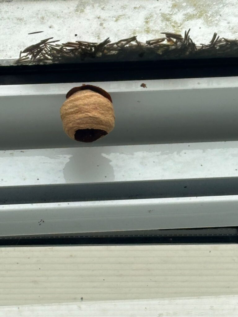 Sichtung – 05.04.2026