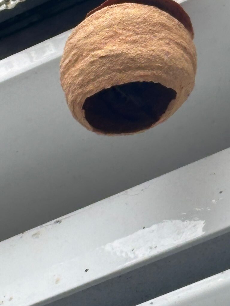 Sichtung – 05.04.2026