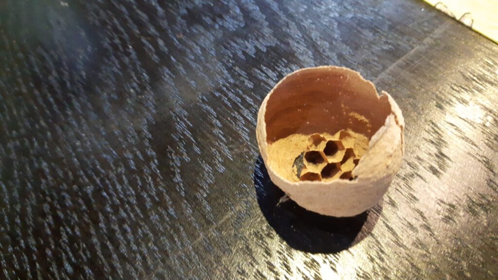 Sichtung – 05.04.2026