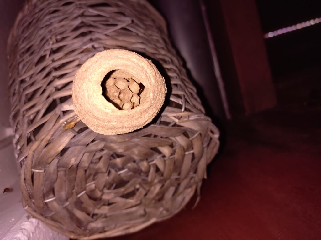 Nestentfernung – 09.04.2026