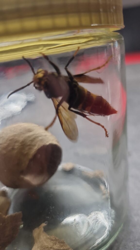 Nestentfernung – 09.04.2026