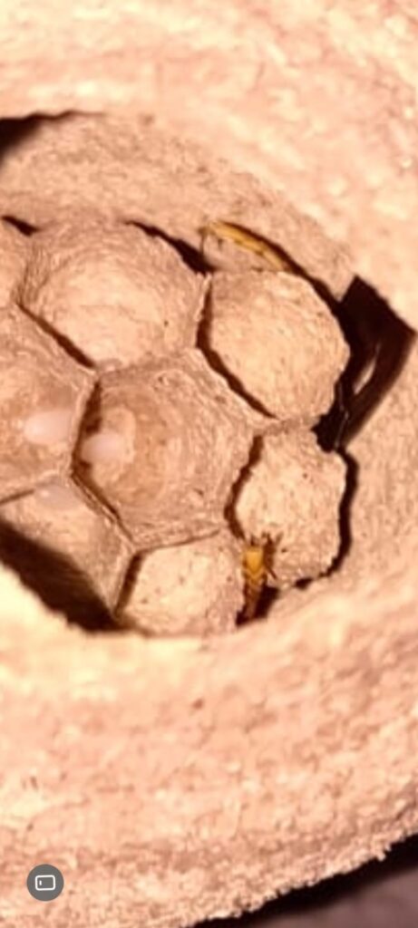 Nestentfernung – 09.04.2026