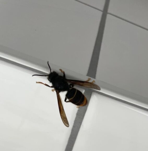 Sichtung – 11.04.2026