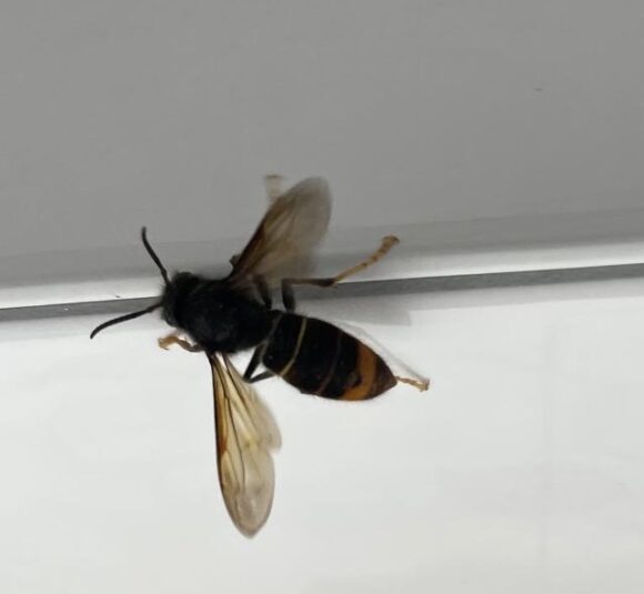 Sichtung – 11.04.2026