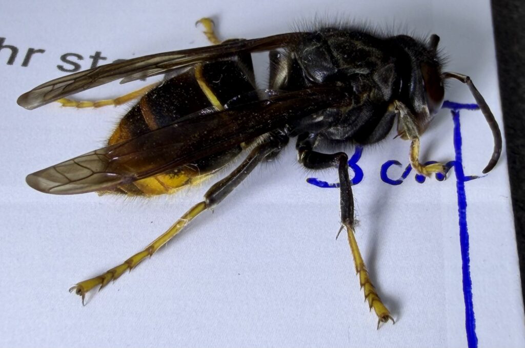 Sichtung – 12.04.2026