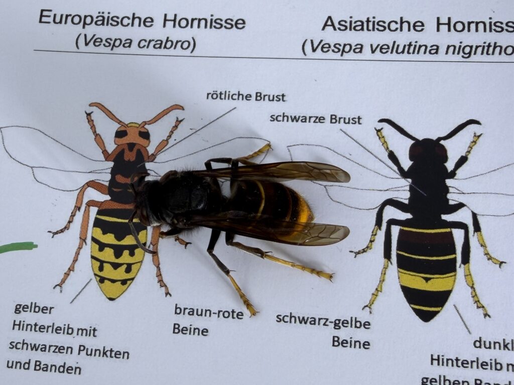 Sichtung – 12.04.2026