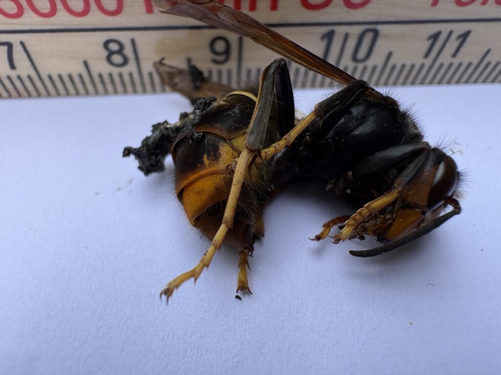 Sichtung – 15.04.2026