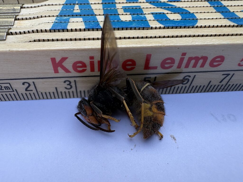 Sichtung – 15.04.2026