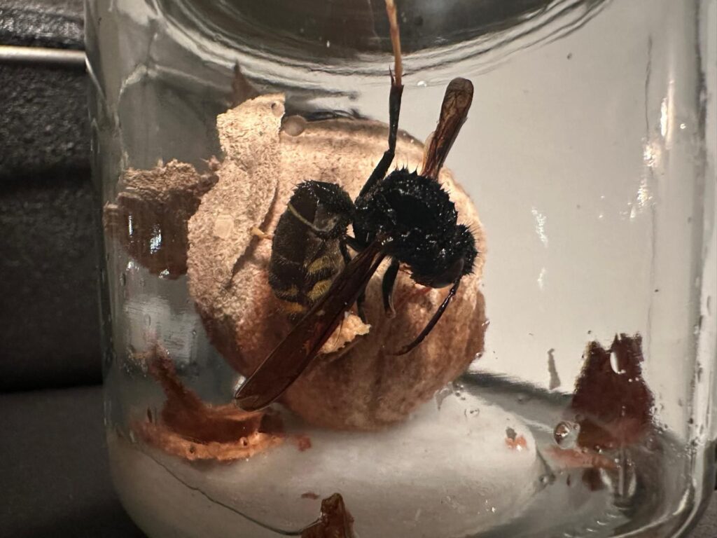 Nestentfernung – 15.04.2026