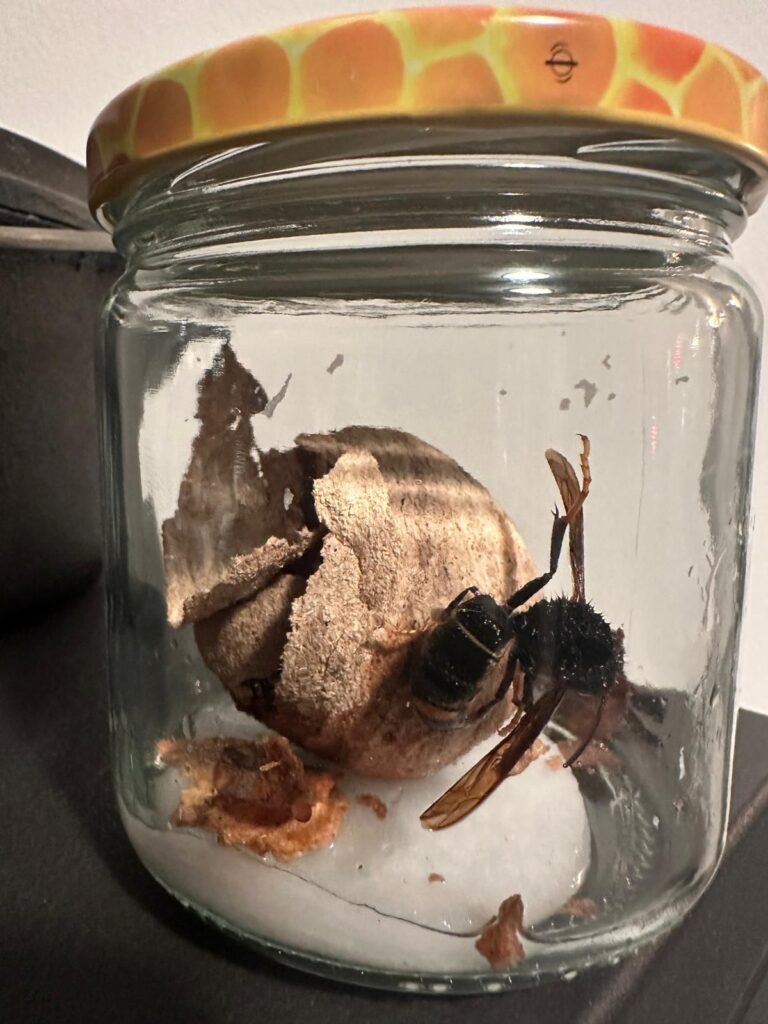 Nestentfernung – 15.04.2026