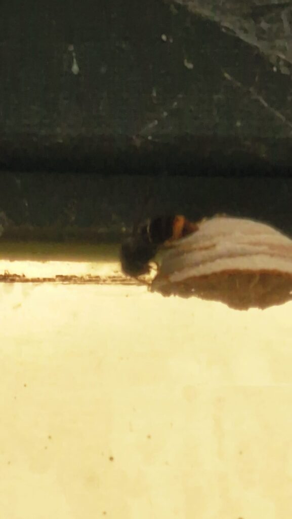 Sichtung – 17.04.2026