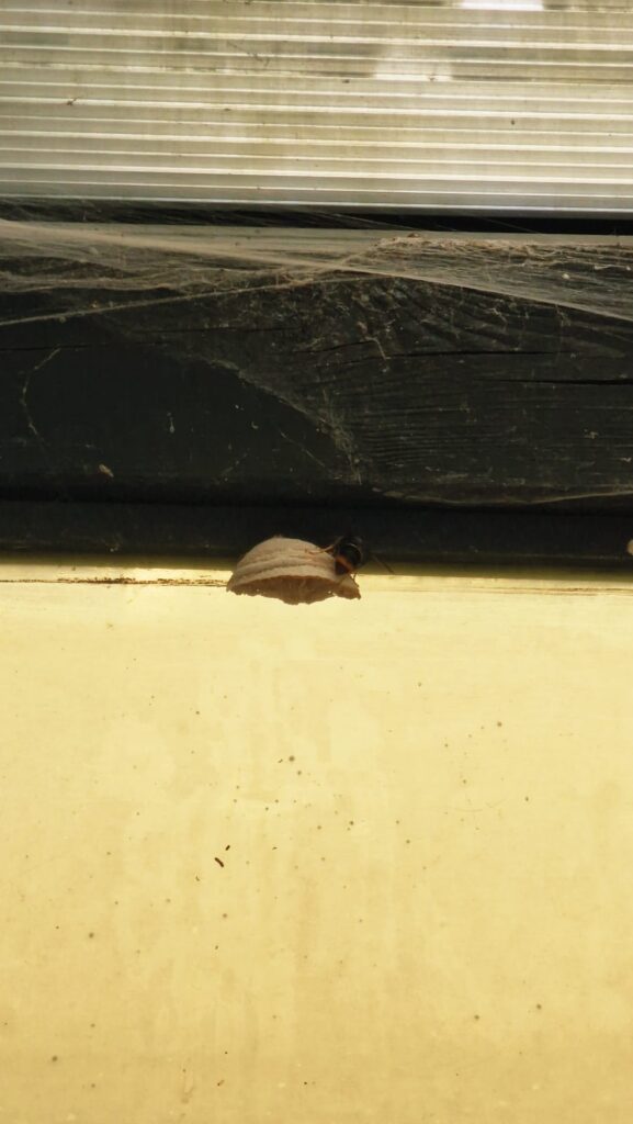 Sichtung – 17.04.2026