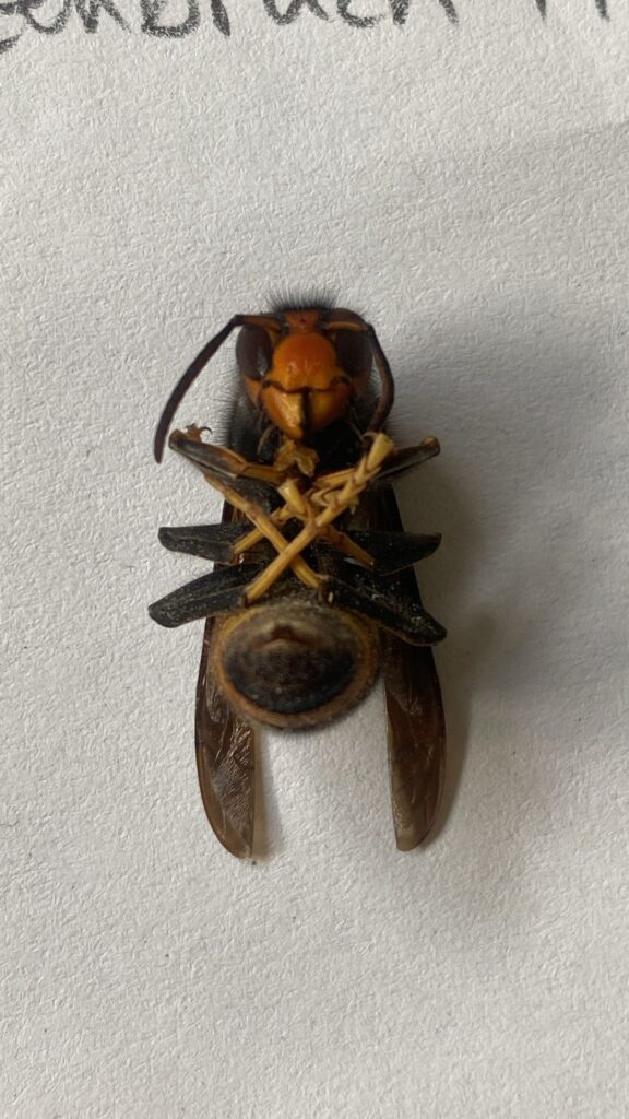 Sichtung – 18.04.2026