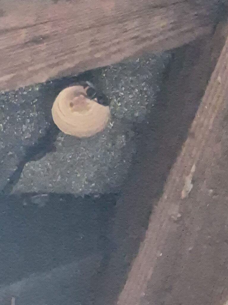 Sichtung – 19.04.2026