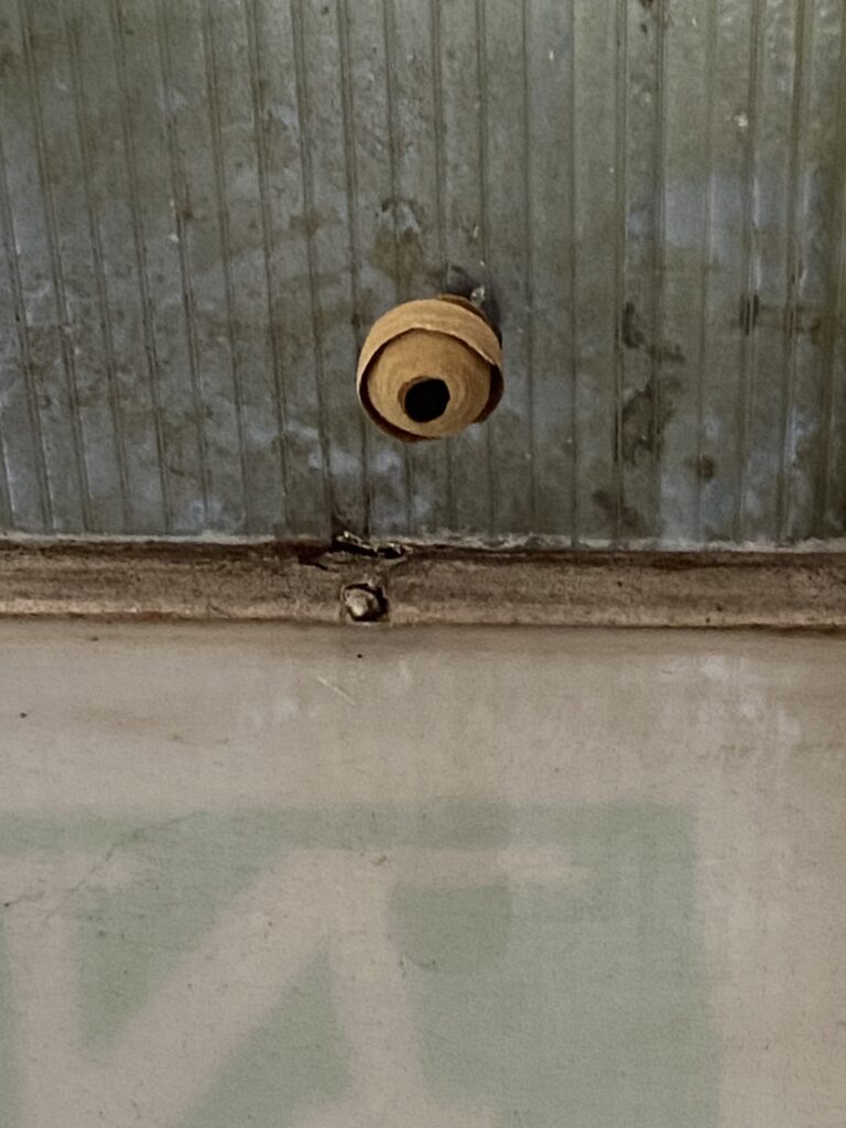 Nestentfernung – 19.04.2026