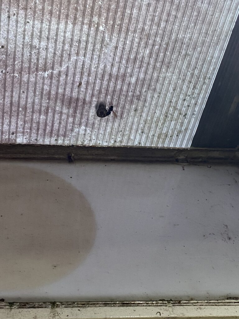 Nestentfernung – 19.04.2026