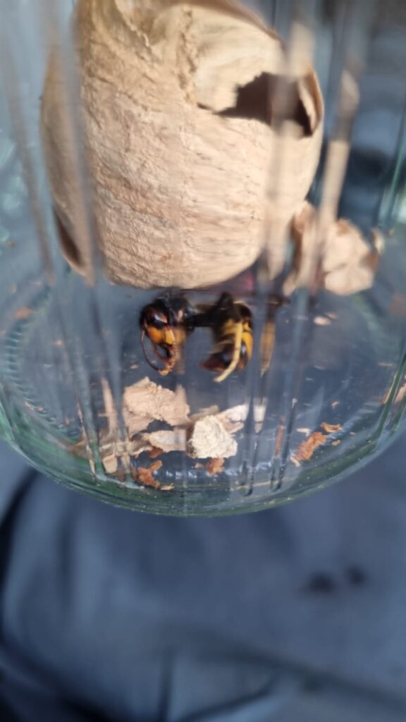 Nestentfernung – 19.04.2026