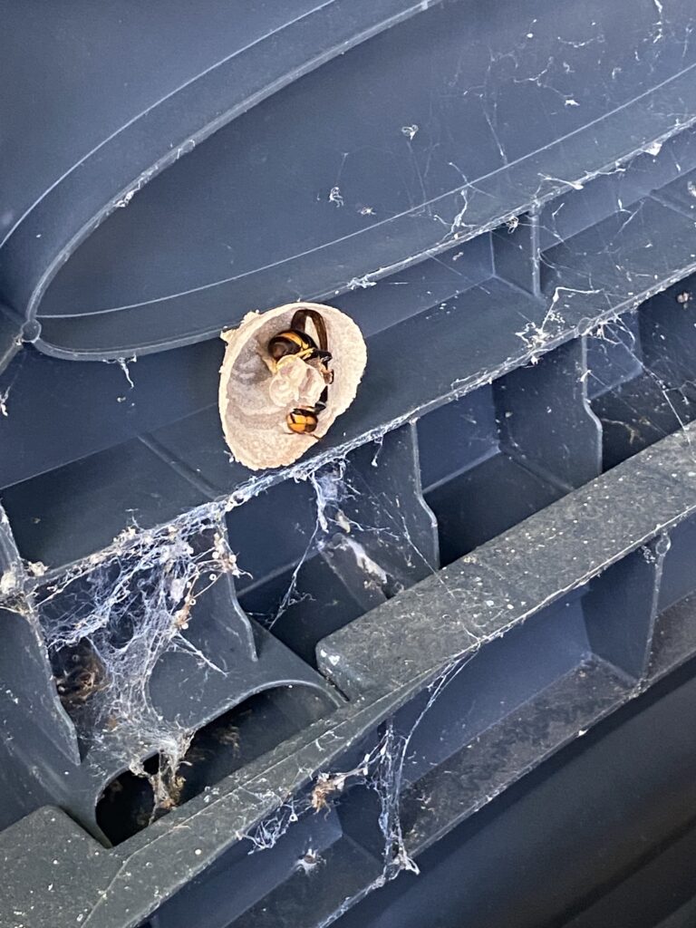 Sichtung – 20.04.2026