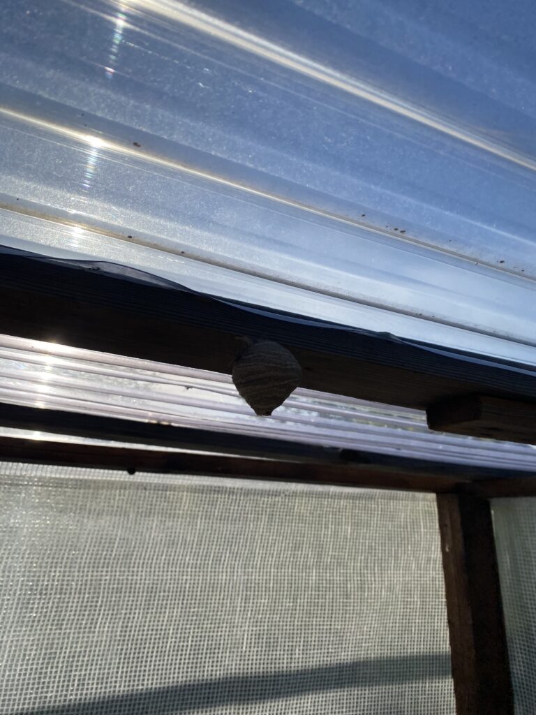 Nestentfernung – 25.04.2026
