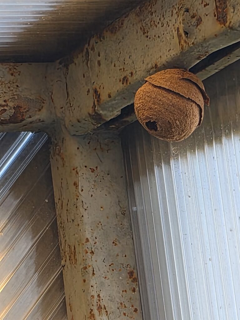 Nestentfernung – 24.04.2026