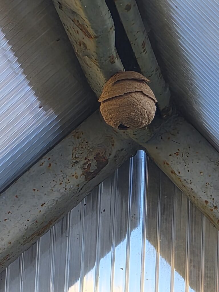 Nestentfernung – 24.04.2026