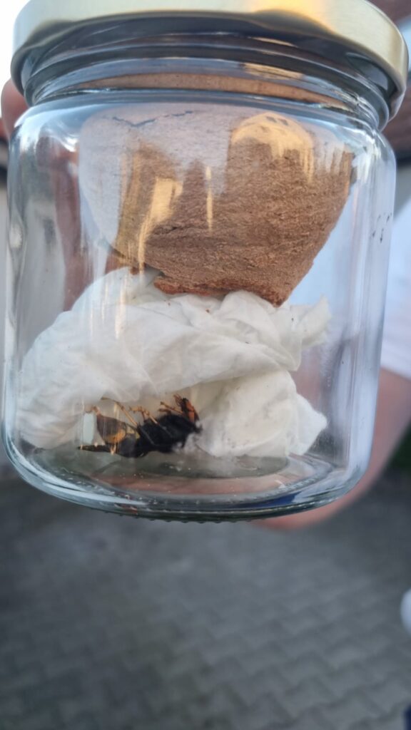 Nestentfernung – 30.04.2026