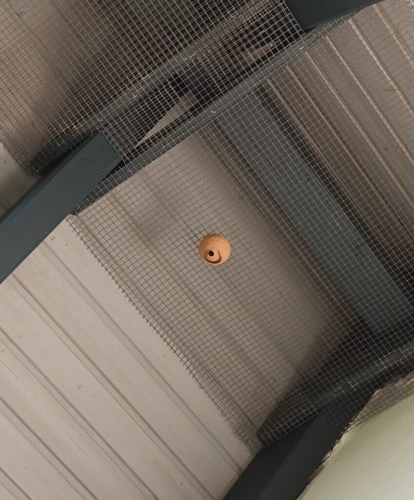 Nestentfernung – 30.04.2026