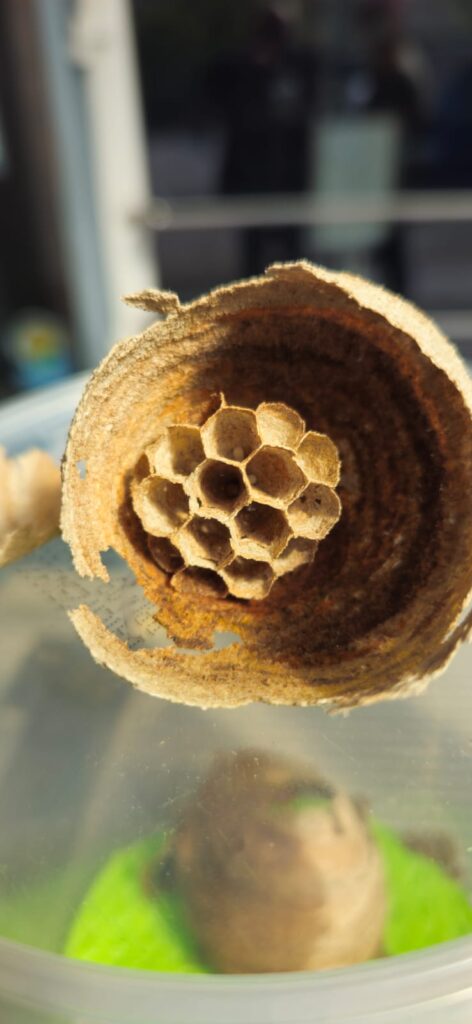 Nestentfernung – 20.04.2026