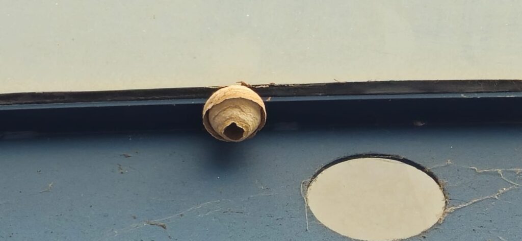 Nestentfernung – 20.04.2026