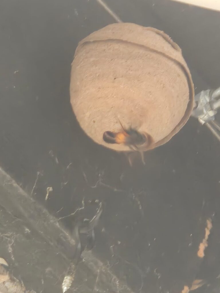 Nestentfernung – 01.05.2026