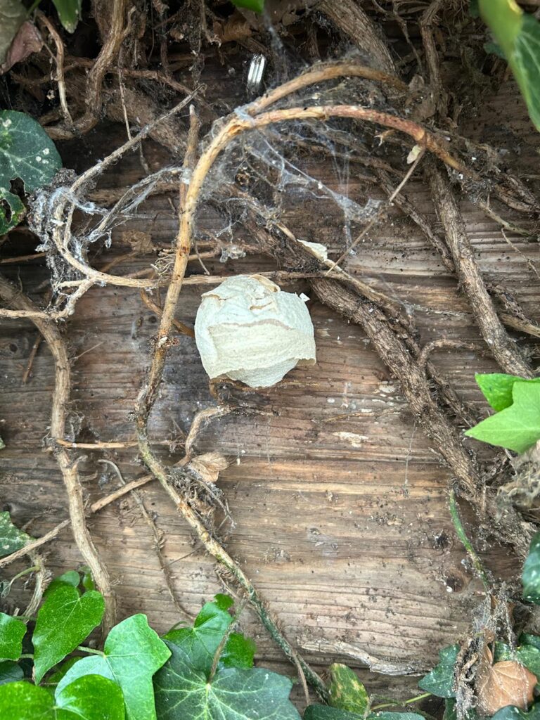 Nestentfernung – 02.05.2026/14.05.2026