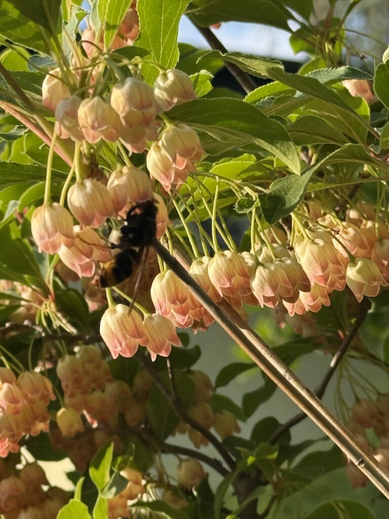 Sichtung – 09.05.2026