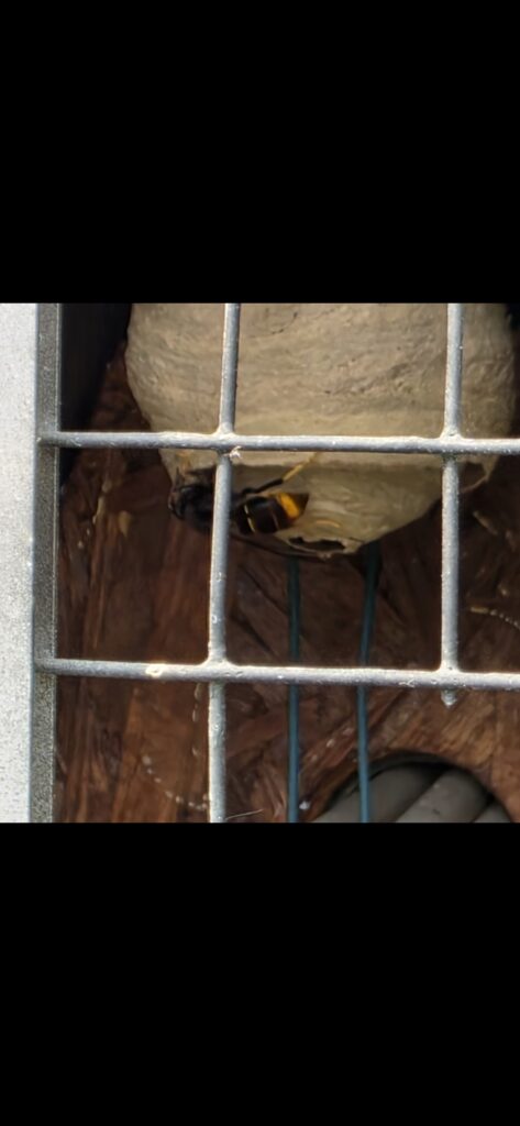 Nestentfernung – 10.05.2026