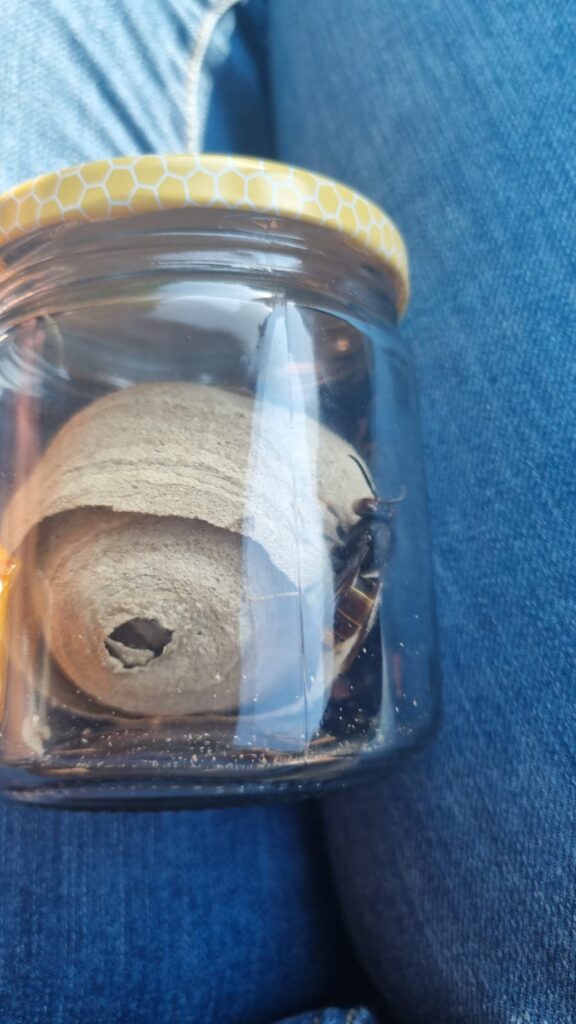 Nestentfernung – 10.05.2026