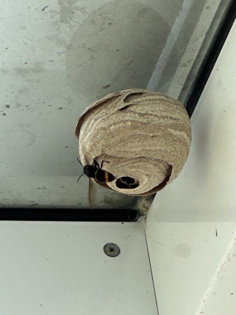 Nestentfernung – 10.05.2026
