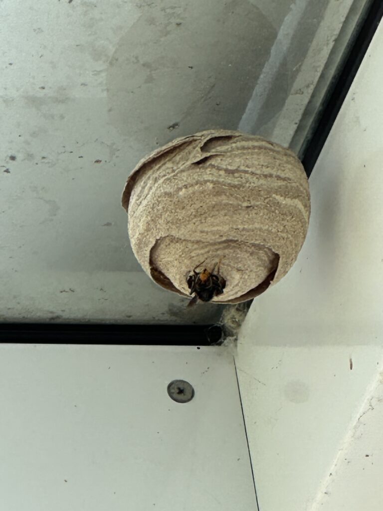 Nestentfernung – 10.05.2026