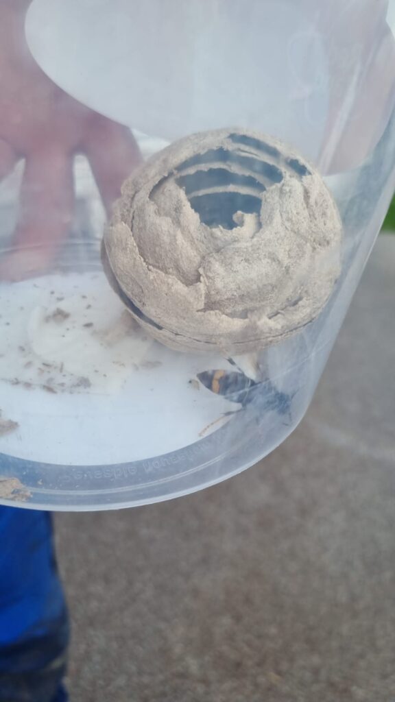 Nestentfernung – 10.05.2026